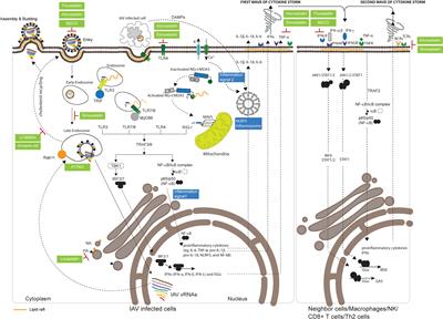 Modulating cholesterol-rich lipid rafts to disrupt influenza A virus infection